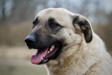 HAILEY, Hund, Mischlingshund in Hamburg - Bild 2