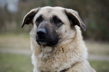 HAILEY, Hund, Mischlingshund in Hamburg - Bild 3