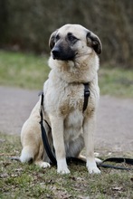 HAILEY, Hund, Mischlingshund in Hamburg - Bild 4