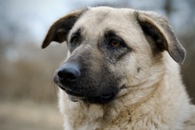 HAILEY, Hund, Mischlingshund in Hamburg - Bild 5