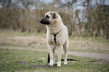 HAILEY, Hund, Mischlingshund in Hamburg - Bild 6