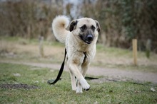 HAILEY, Hund, Mischlingshund in Hamburg - Bild 7