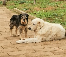 LILLI, Hund, Mischlingshund in Italien - Bild 5