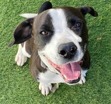 DIEGO, Hund, Mischlingshund in Taufkirchen