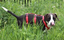 DIEGO, Hund, Mischlingshund in Taufkirchen - Bild 10