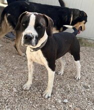DIEGO, Hund, Mischlingshund in Taufkirchen - Bild 11