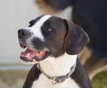 DIEGO, Hund, Mischlingshund in Taufkirchen - Bild 12