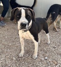 DIEGO, Hund, Mischlingshund in Taufkirchen - Bild 13