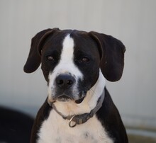 DIEGO, Hund, Mischlingshund in Taufkirchen - Bild 14