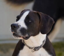 DIEGO, Hund, Mischlingshund in Taufkirchen - Bild 15