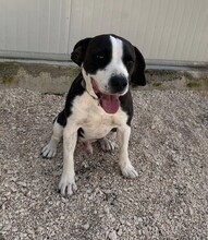 DIEGO, Hund, Mischlingshund in Taufkirchen - Bild 16