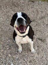 DIEGO, Hund, Mischlingshund in Taufkirchen - Bild 17