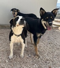 DIEGO, Hund, Mischlingshund in Taufkirchen - Bild 19