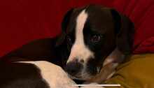 DIEGO, Hund, Mischlingshund in Taufkirchen - Bild 2