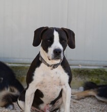 DIEGO, Hund, Mischlingshund in Taufkirchen - Bild 20