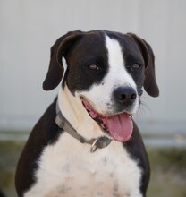 DIEGO, Hund, Mischlingshund in Taufkirchen - Bild 21