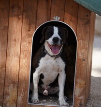 DIEGO, Hund, Mischlingshund in Taufkirchen - Bild 22