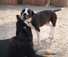 DIEGO, Hund, Mischlingshund in Taufkirchen - Bild 23
