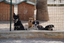 DIEGO, Hund, Mischlingshund in Taufkirchen - Bild 24