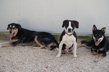 DIEGO, Hund, Mischlingshund in Taufkirchen - Bild 26