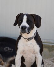 DIEGO, Hund, Mischlingshund in Taufkirchen - Bild 27