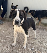 DIEGO, Hund, Mischlingshund in Taufkirchen - Bild 28