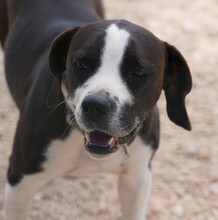 DIEGO, Hund, Mischlingshund in Taufkirchen - Bild 29