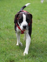 DIEGO, Hund, Mischlingshund in Taufkirchen - Bild 3