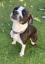 DIEGO, Hund, Mischlingshund in Taufkirchen - Bild 31