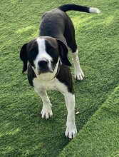DIEGO, Hund, Mischlingshund in Taufkirchen - Bild 32