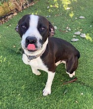 DIEGO, Hund, Mischlingshund in Taufkirchen - Bild 33
