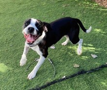 DIEGO, Hund, Mischlingshund in Taufkirchen - Bild 34