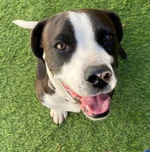 DIEGO, Hund, Mischlingshund in Taufkirchen - Bild 35