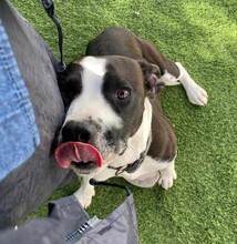 DIEGO, Hund, Mischlingshund in Taufkirchen - Bild 36