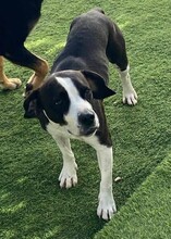 DIEGO, Hund, Mischlingshund in Taufkirchen - Bild 37