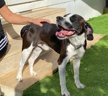 DIEGO, Hund, Mischlingshund in Taufkirchen - Bild 38