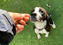 DIEGO, Hund, Mischlingshund in Taufkirchen - Bild 39