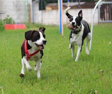 DIEGO, Hund, Mischlingshund in Taufkirchen - Bild 4