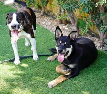 DIEGO, Hund, Mischlingshund in Taufkirchen - Bild 40