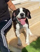 DIEGO, Hund, Mischlingshund in Taufkirchen - Bild 42