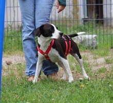 DIEGO, Hund, Mischlingshund in Taufkirchen - Bild 5