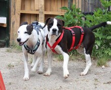 DIEGO, Hund, Mischlingshund in Taufkirchen - Bild 6