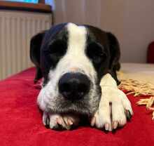 DIEGO, Hund, Mischlingshund in Taufkirchen - Bild 7
