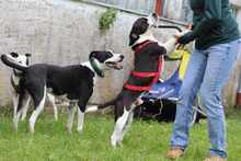 DIEGO, Hund, Mischlingshund in Taufkirchen - Bild 8