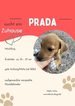 PRADA, Hund, Mischlingshund in München