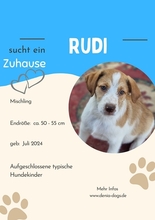 RUDI, Hund, Mischlingshund in Daldorf