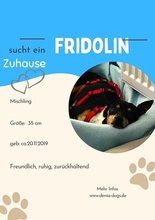 FRIDOLIN, Hund, Mischlingshund in Nürnberg