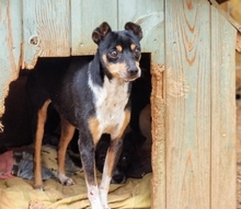 FRIDOLIN, Hund, Mischlingshund in Nürnberg - Bild 14