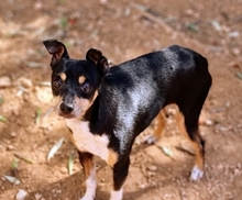 FRIDOLIN, Hund, Mischlingshund in Nürnberg - Bild 17