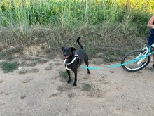 CHARLY, Hund, Mischlingshund in Spanien - Bild 2